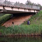 Міст над р. Уборть — сховище материнської колонії нетопирів-пігмеїв