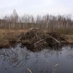 Beavers’ dam, photo by Yuriy Kuzmenko