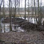 Beavers’ dam, photo by Yuriy Kuzmenko