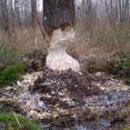 Branches had been cut down by the beavers, photo by Yuriy Kuzmenko