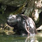 Beaver, photo by Serhiy Pavlov