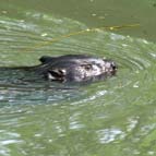 Beaver, photo by Serhiy Pavlov