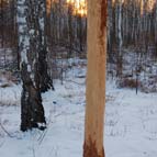 Дерево, обдерте рогами лося, фото Жили С. М.