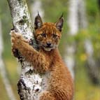 Lynx, photo by Serhiy Zhyla