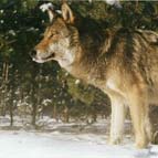 Wolf, photo by Serhiy Zhyla