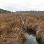 Відкрите трав'яне болото, фото Кузьменка Ю. В.