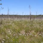 High bog with Hare's-tail Cottongrass, photo by Yuriy Kuzmenko