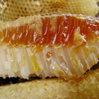 Wild honey, photo by Kateryna Panasevych
