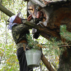 Bortnik gathers honey, photo by Kateryna Panasevych