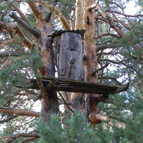 Bort´ on a pine, photo by Yuriy Kuzmenko