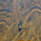 Двостулкові молюски, фото Куцоконь Ю. К.