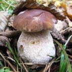 Білий гриб, фото Палова С. О.