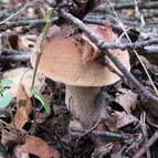 Білий гриб, фото Палова С. О.