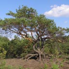 Pines on a sand dunes, photo by Yuriy Kuzmenko