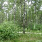 Березовий ліс, фото Кузьменка Ю. В.