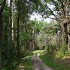 Лісова дорога, фото Кузьменка Ю. В.