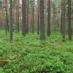 bilberry pine forest, photo Serhiy Zhyla