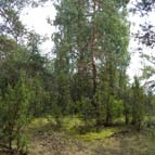 Ялівцево-лишайниковий ліс, фото Кузьменка Ю. В.