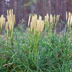 Northern Running-pine, photo by Yuriy Kuzmenko