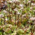 Common liverwort, photo by Yuriy Kuzmenko