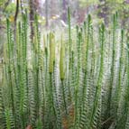 Stiff clubmoss, photo by Yuriy Kuzmenko