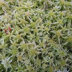 Sphagnum, photo by Ludmyla Khrokalo