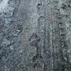 Wolf's footprint, photo by Serhiy Zhyla