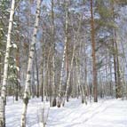 Зима, сосново-березовий ліс, фото Кузьменка Ю. В.