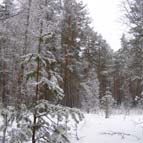 Зима, сосновий ліс, фото Кузьменка Ю. В.